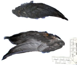 Coot Wings 5 Coot Wings -Fly Fishing Equipment Shop cw2