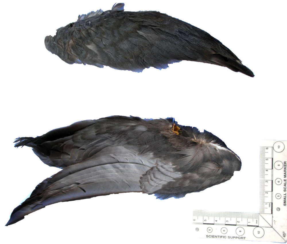 Coot Wings 4 Coot Wings - Image 2