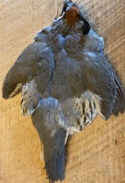 Gambel’s, Scaled And Valley (California) Quails 8 Gambel’s, Scaled And Valley (California) Quails -Fly Fishing Equipment Shop gambels