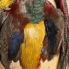 Complete Golden Pheasant Skin Includes Head, Body, Wings And Tail 2 Complete Golden Pheasant Skin Includes Head, Body, Wings And Tail -Fly Fishing Equipment Shop gp1