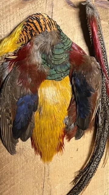 Complete Golden Pheasant Skin Includes Head, Body, Wings And Tail 3 Complete Golden Pheasant Skin Includes Head, Body, Wings And Tail