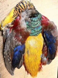 Complete Golden Pheasant Skin Includes Head, Body, Wings And Tail 8 Complete Golden Pheasant Skin Includes Head, Body, Wings And Tail -Fly Fishing Equipment Shop gp3 rotated 1