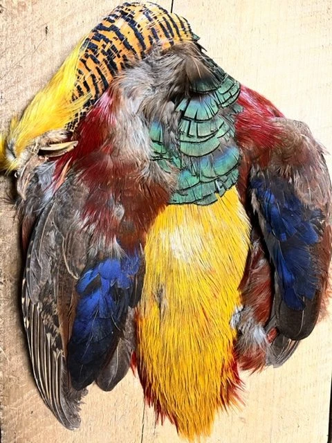 Complete Golden Pheasant Skin Includes Head, Body, Wings And Tail 5 Complete Golden Pheasant Skin Includes Head, Body, Wings And Tail - Image 3