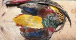 Complete Golden Pheasant Skin Includes Head, Body, Wings And Tail 9 Complete Golden Pheasant Skin Includes Head, Body, Wings And Tail -Fly Fishing Equipment Shop gp4