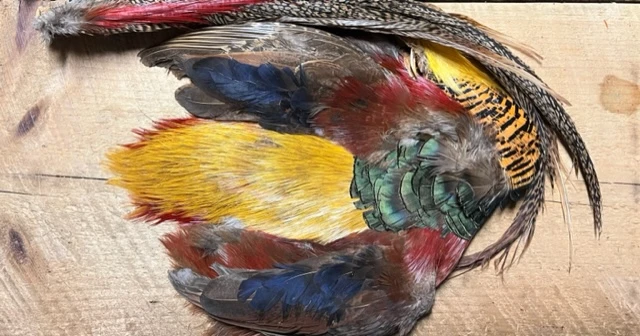 Complete Golden Pheasant Skin Includes Head, Body, Wings And Tail 6 Complete Golden Pheasant Skin Includes Head, Body, Wings And Tail - Image 4