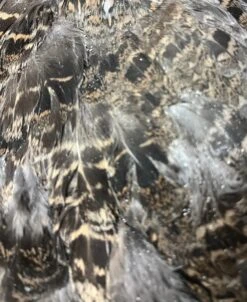 Western Blue Grouse Full Pelt 5 Western Blue Grouse Full Pelt -Fly Fishing Equipment Shop grouse