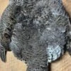 Western Blue Grouse Full Pelt