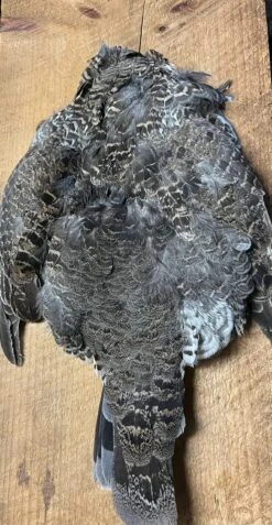 Western Blue Grouse Full Pelt