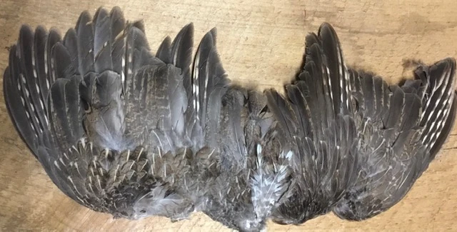 Bulk Ruffed Grouse Wings Grade 2( Ideal For Dog Training ) 3 Bulk Ruffed Grouse Wings Grade 2( Ideal For Dog Training )