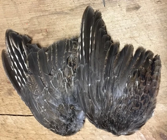 Bulk Ruffed Grouse Wings Grade 2( Ideal For Dog Training ) 4 Bulk Ruffed Grouse Wings Grade 2( Ideal For Dog Training ) - Image 2