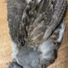 1/2 Grade One Hungarian Partridge Skin 1 1/2 Grade One Hungarian Partridge Skin -Fly Fishing Equipment Shop halfpart