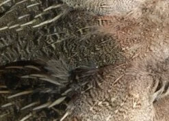 Hungarian Partridge Pelts Pro And Select 7 Hungarian Partridge Pelts Pro And Select -Fly Fishing Equipment Shop hunb