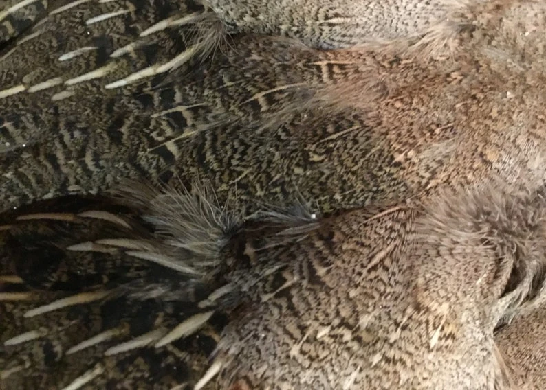 Hungarian Partridge Pelts Pro And Select 5 Hungarian Partridge Pelts Pro And Select - Image 3