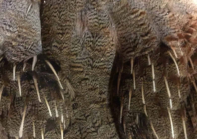 Hungarian Partridge Pelts Pro And Select 4 Hungarian Partridge Pelts Pro And Select - Image 2
