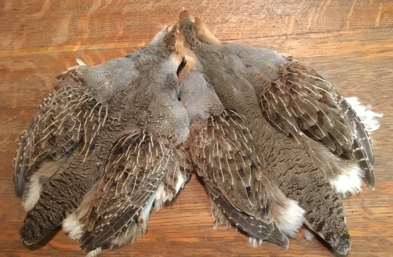 Hungarian Partridge Pelts Pro And Select 3 Hungarian Partridge Pelts Pro And Select