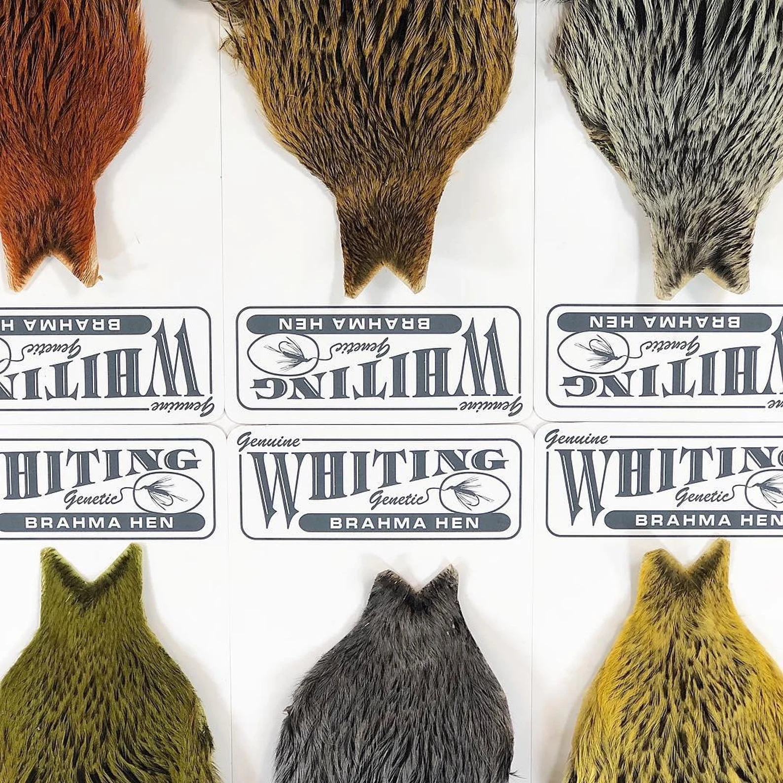 Whiting Farms Brahma Hen Capes 3 Whiting Farms Brahma Hen Capes