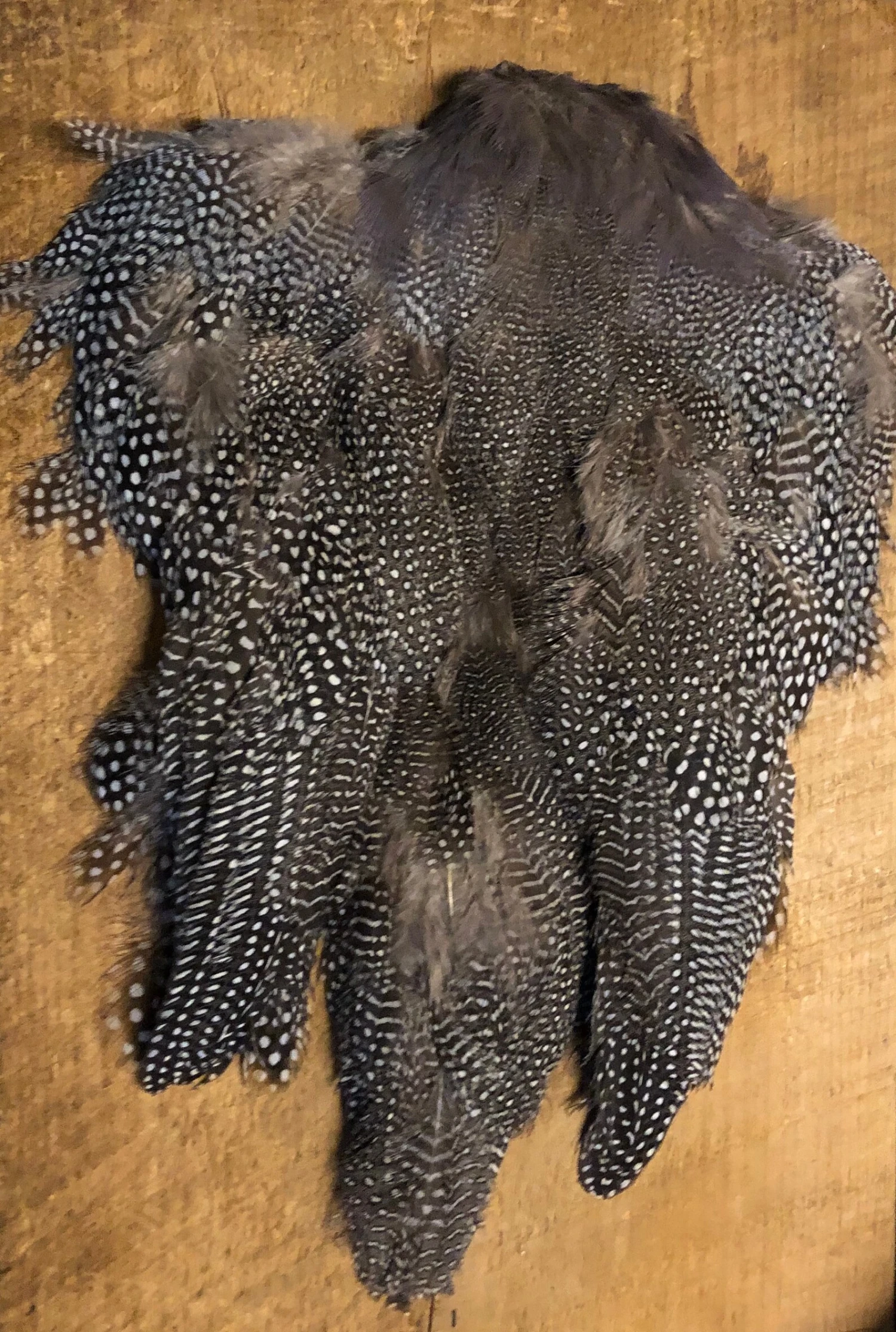 Natural And Dyed Guinea Hen Skin 9 Natural And Dyed Guinea Hen Skin - Image 7