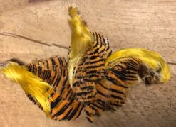Select Jumbo Golden Pheasant Complete Head