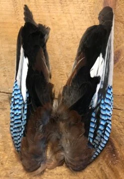 Eurasian Jay Wings