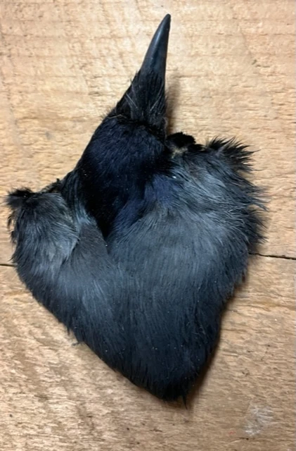 Jackdaw Scalp 3 Jackdaw Scalp