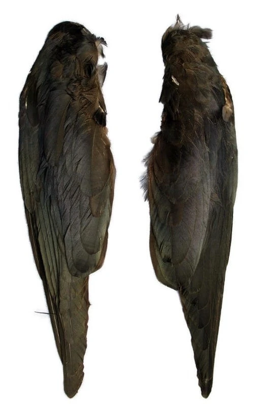 Jackdaw Wings 3 Jackdaw Wings