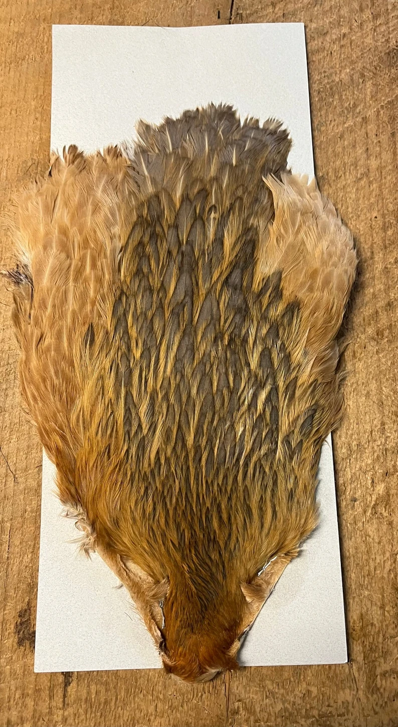 Keough Variant Hen Capes 6 Keough Variant Hen Capes - Image 4