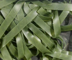 Kiley’s Nymph Skins ( AKA Split Latex ) 11 Kiley’s Nymph Skins ( AKA Split Latex ) -Fly Fishing Equipment Shop kns3