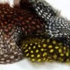 Nature’s Spirit Strung Large Dot Guinea Hen Hackle 2 Nature’s Spirit Strung Large Dot Guinea Hen Hackle -Fly Fishing Equipment Shop lg dot guinea
