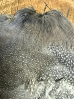 Lavender Guinea Hen Complete Skin 6 Lavender Guinea Hen Complete Skin -Fly Fishing Equipment Shop lgh2 rotated 1