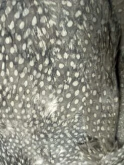 Lavender Guinea Hen Complete Skin 7 Lavender Guinea Hen Complete Skin -Fly Fishing Equipment Shop lgh3 rotated 1
