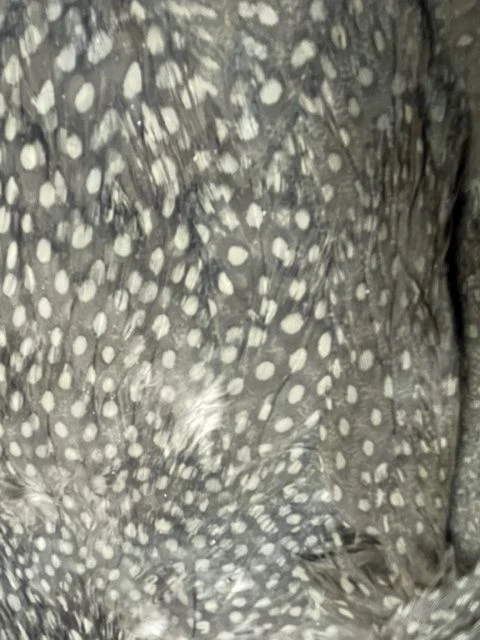 Lavender Guinea Hen Complete Skin 5 Lavender Guinea Hen Complete Skin - Image 3