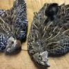 Mearn’s Quail: Female, Male Skins -Fly Fishing Equipment Shop mmearns