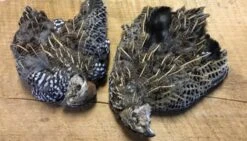 Mearn’s Quail: Female, Male Skins
