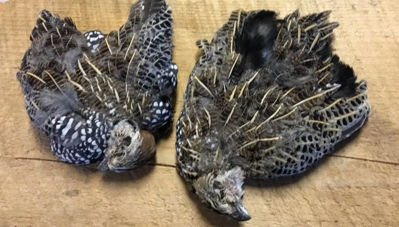 Mearn’s Quail: Female, Male Skins 3 Mearn’s Quail: Female, Male Skins