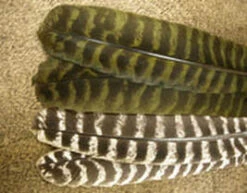 Nature’s Spirit Ozark Barred Turkey Quill