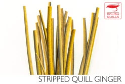 Polish Stripped Quills: Stripped Peacock Herl Natural And Dyed ( See Info Below Before Ordering !!! ) 24 Polish Stripped Quills: Stripped Peacock Herl Natural And Dyed ( See Info Below Before Ordering !!! ) -Fly Fishing Equipment Shop pq10
