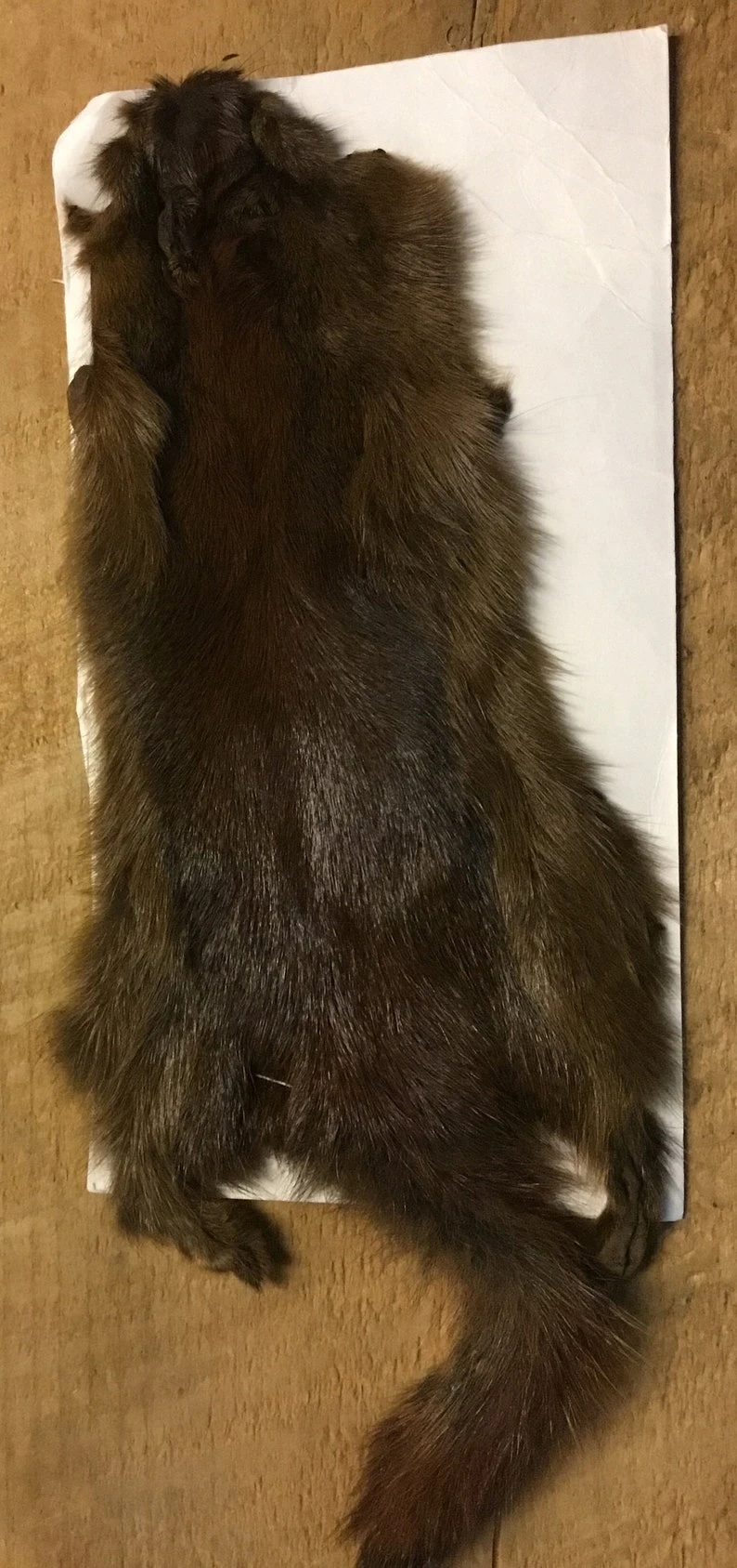 Complete Pine Squirrel Hide ( Tanned Or Dried ) 6 Complete Pine Squirrel Hide ( Tanned Or Dried ) - Image 4