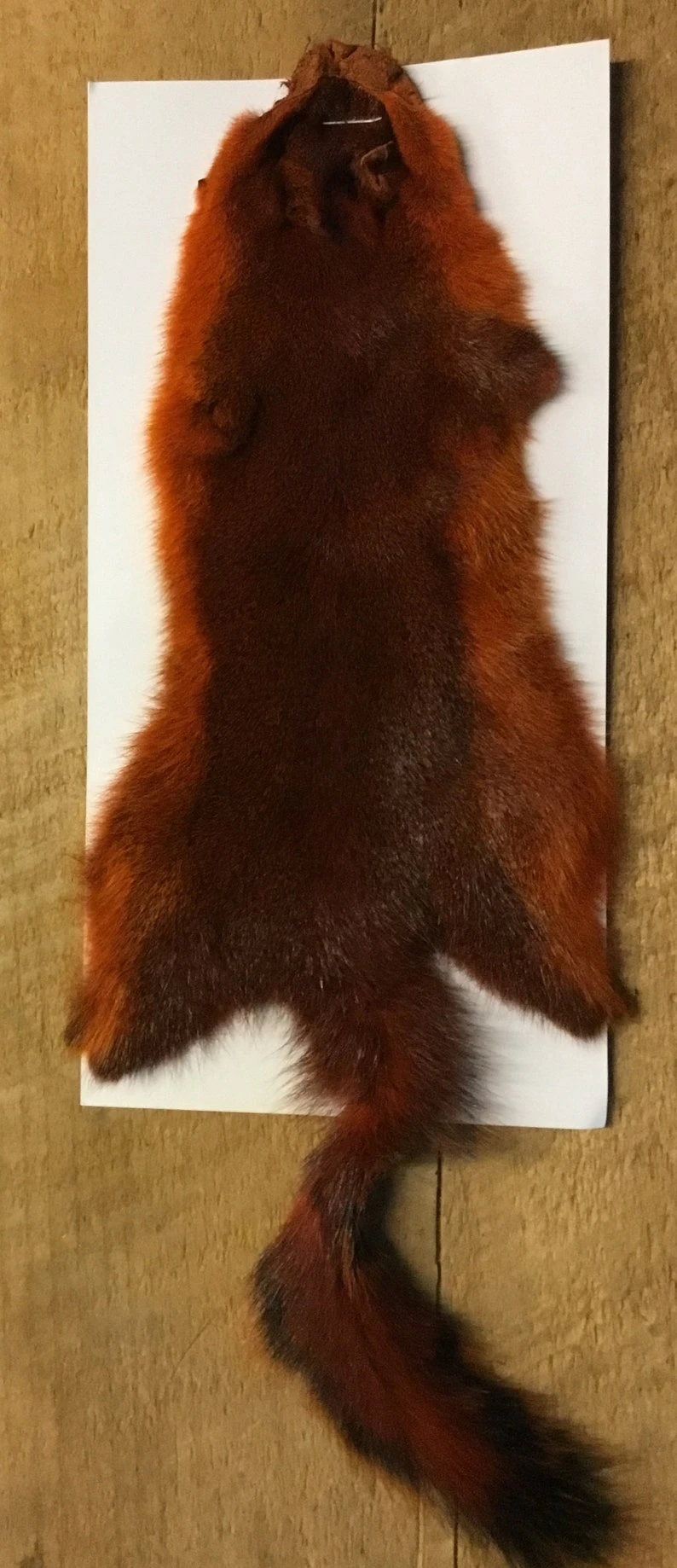 Complete Pine Squirrel Hide ( Tanned Or Dried ) 7 Complete Pine Squirrel Hide ( Tanned Or Dried ) - Image 5