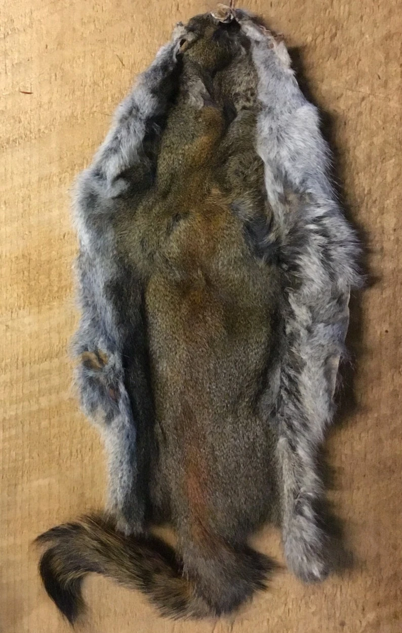 Complete Pine Squirrel Hide ( Tanned Or Dried ) 4 Complete Pine Squirrel Hide ( Tanned Or Dried ) - Image 2