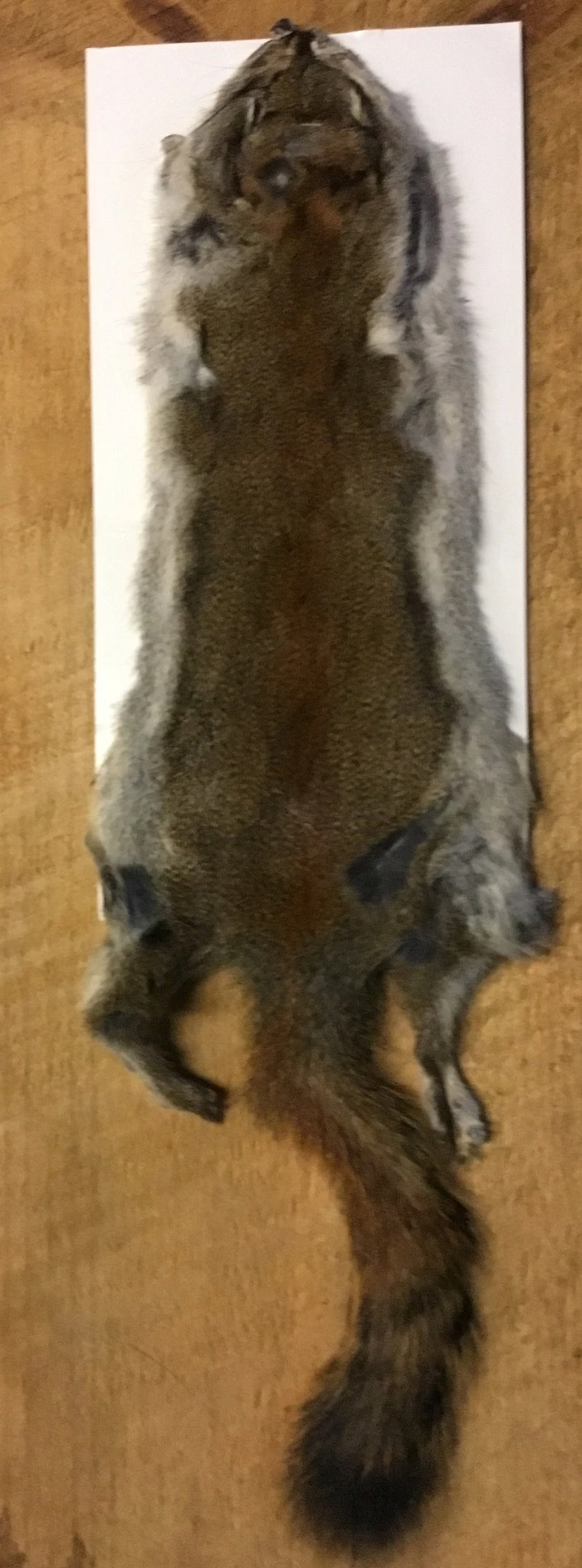 Complete Pine Squirrel Hide ( Tanned Or Dried ) 5 Complete Pine Squirrel Hide ( Tanned Or Dried ) - Image 3