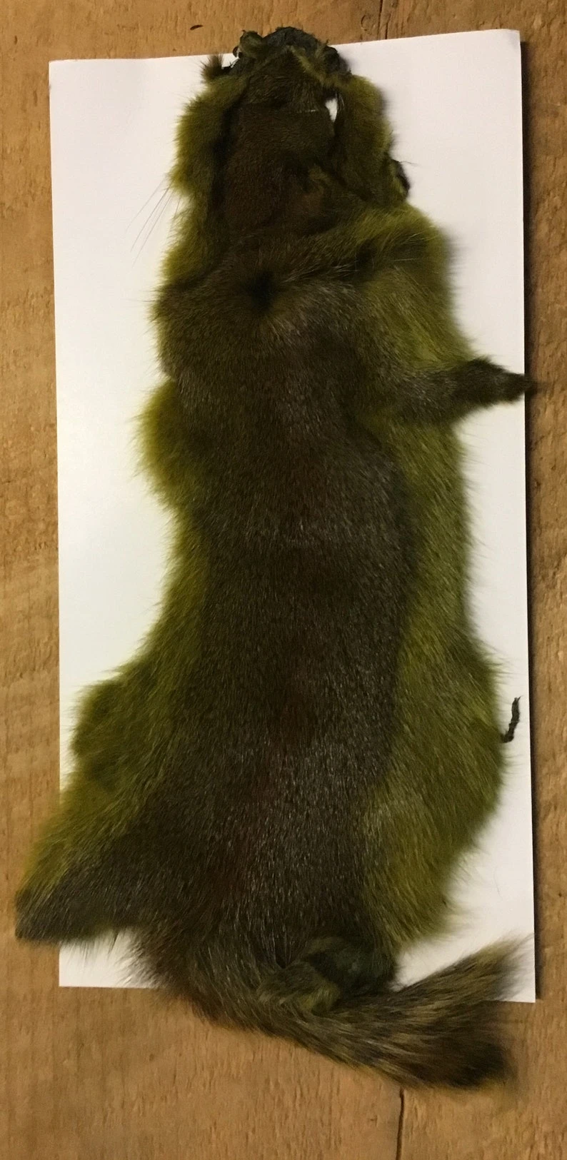 Complete Pine Squirrel Hide ( Tanned Or Dried ) 9 Complete Pine Squirrel Hide ( Tanned Or Dried ) - Image 7