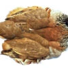 French Red Leg Partridge Complete Pelt 1 French Red Leg Partridge Complete Pelt -Fly Fishing Equipment Shop red leg