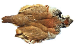 French Red Leg Partridge Complete Pelt