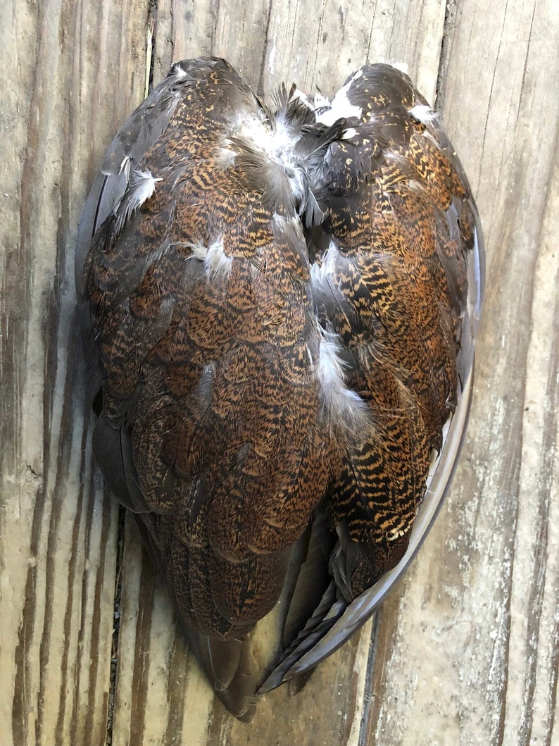 Red Grouse Wing Pair 3 Red Grouse Wing Pair