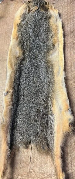 Fox Squirrel Skin Dried