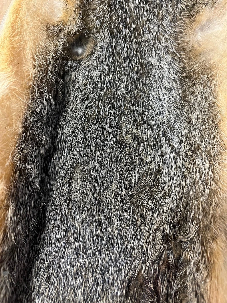 Fox Squirrel Skin Dried 4 Fox Squirrel Skin Dried - Image 2