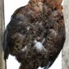 Red Grouse Pelt