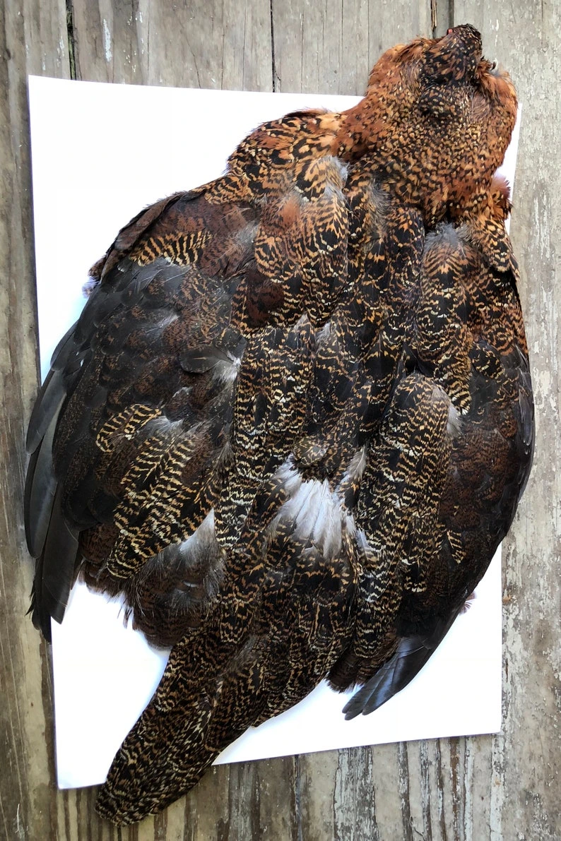 Red Grouse Pelt 3 Red Grouse Pelt