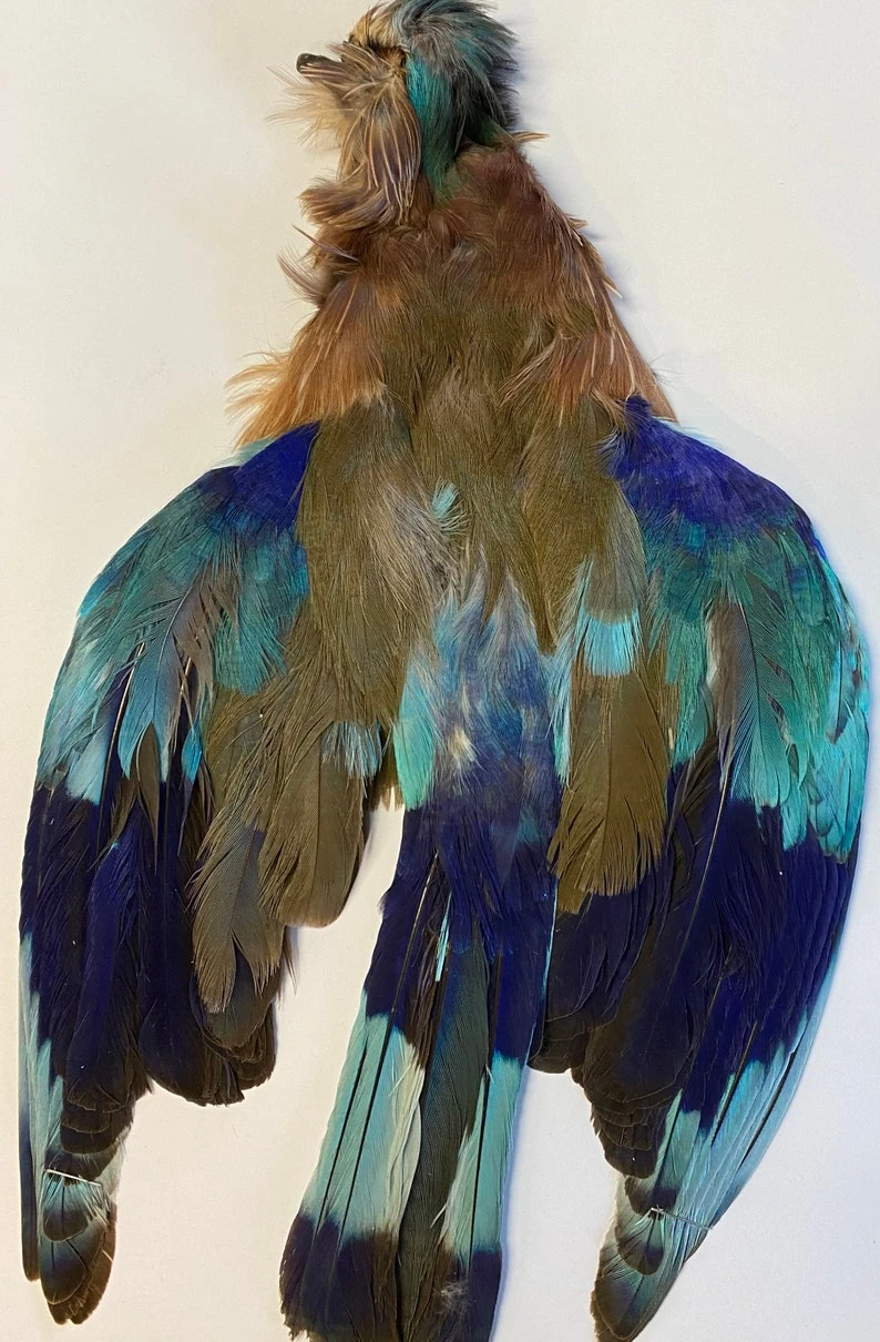 Indian Roller 3 Indian Roller