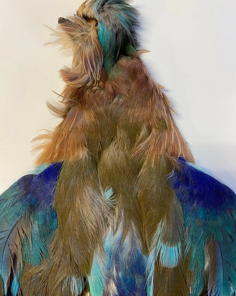 Indian Roller 4 Indian Roller - Image 2